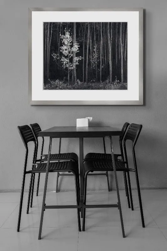 Aspens, Northern New Mexico (H) - Large Print Rolled