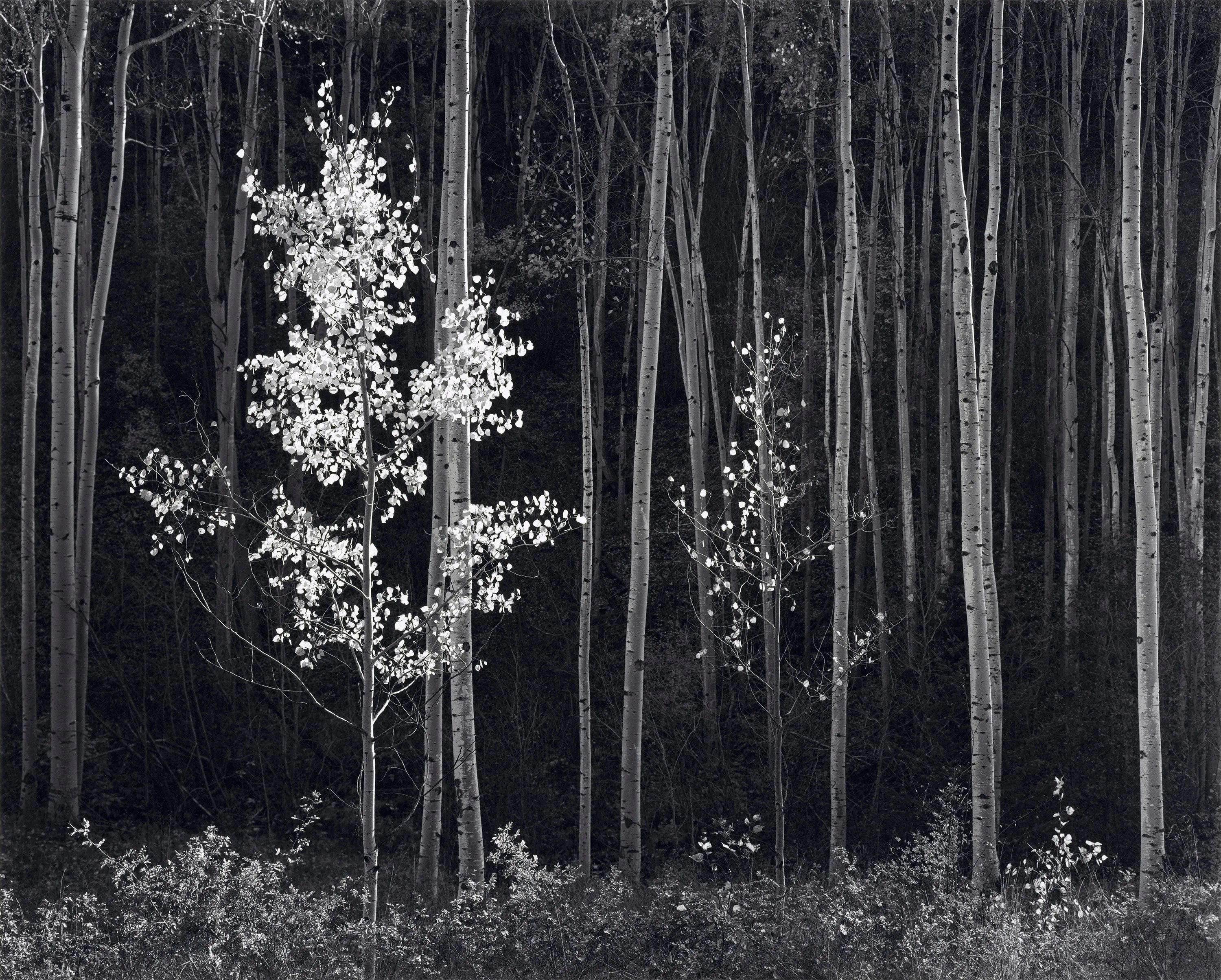 Aspens, Northern New Mexico (H) - Large Print Rolled
