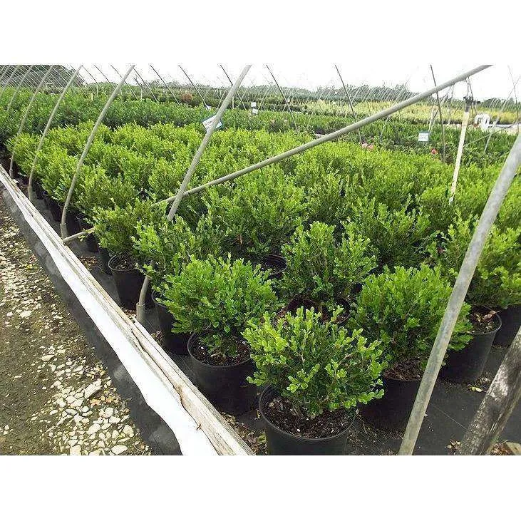 Boxwood 'Winter Gem'