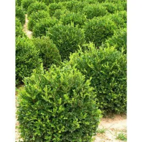 Boxwood 'Winter Gem'