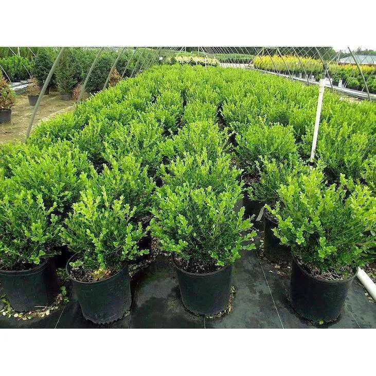 Boxwood 'Winter Gem'