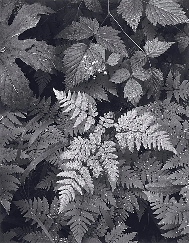Leaves, Mount Rainier  - Large Print Rolled