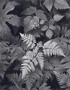 Leaves, Mount Rainier  - Large Print Rolled